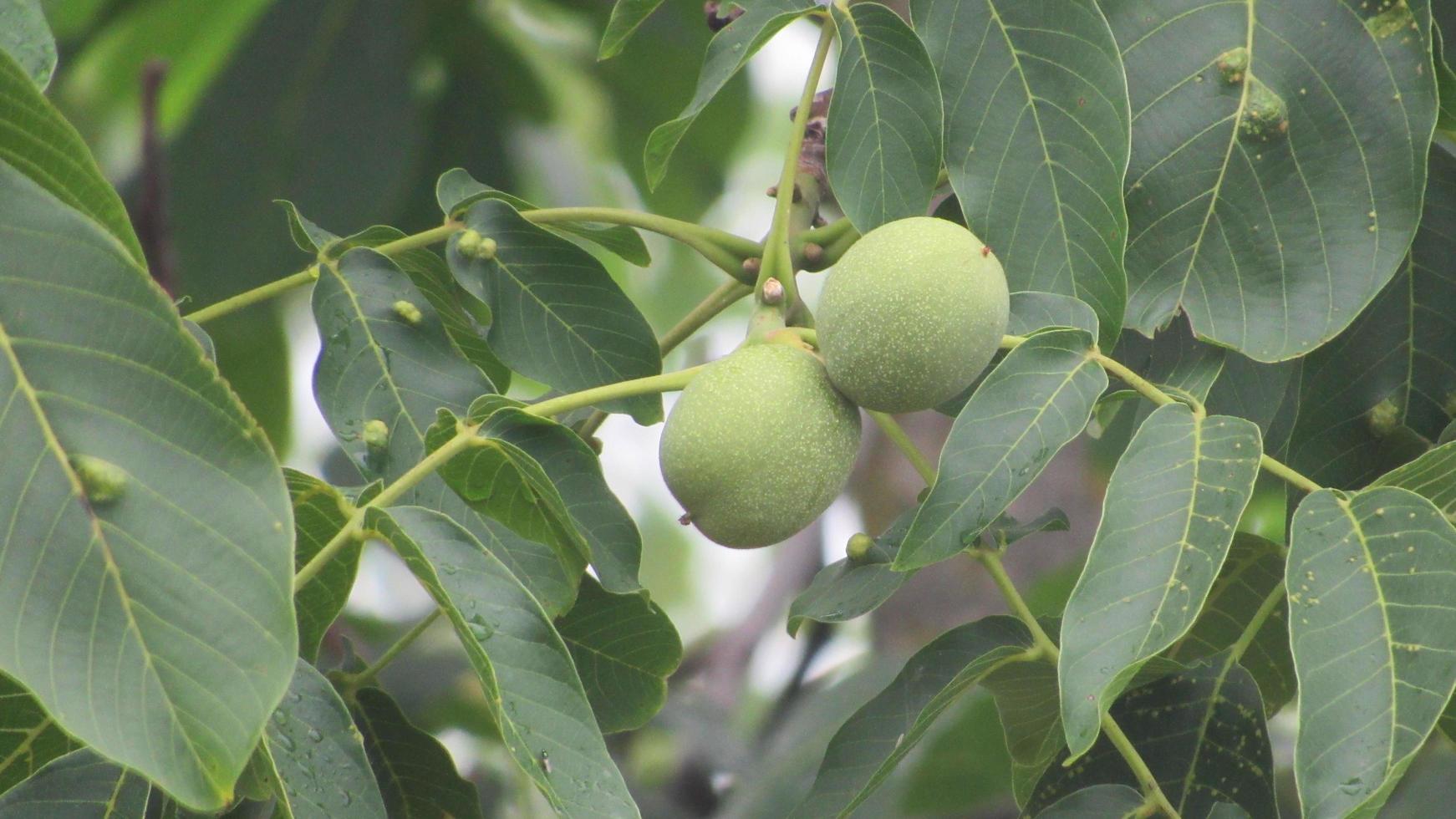 Walnut tree. Green walnut on the tree photo