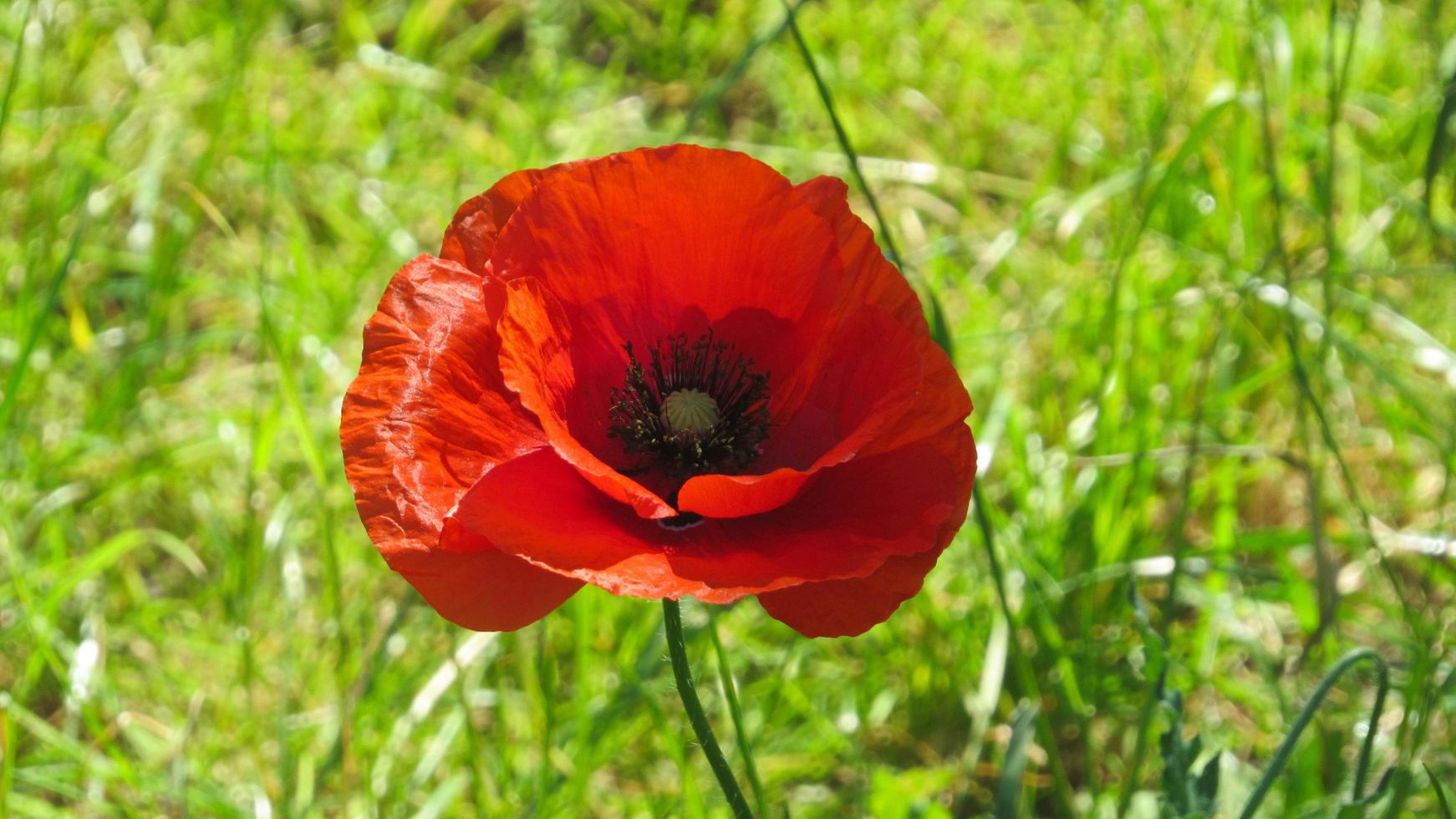 cachorro rojo. flor de amapola en el campo foto