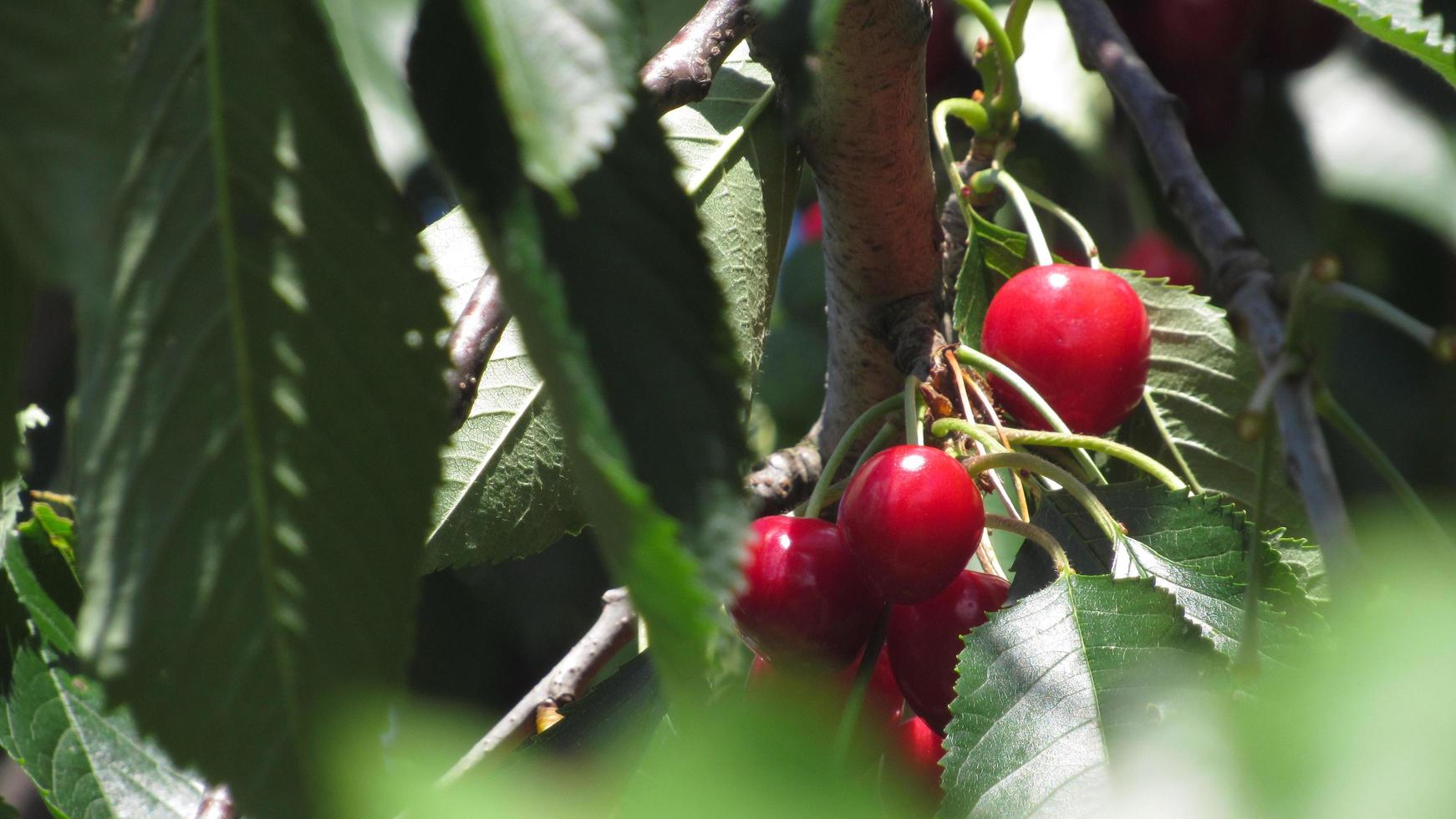 Cherry berries on a tree. Ripe red cherries photo