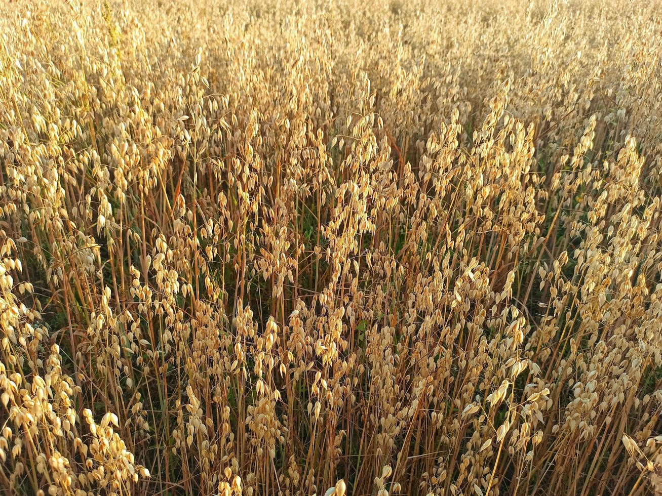 campo de avena. cosecha de avena foto