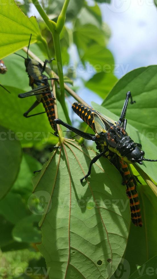 aularches miliaris.ghost grasshopper perched on green leaf photo