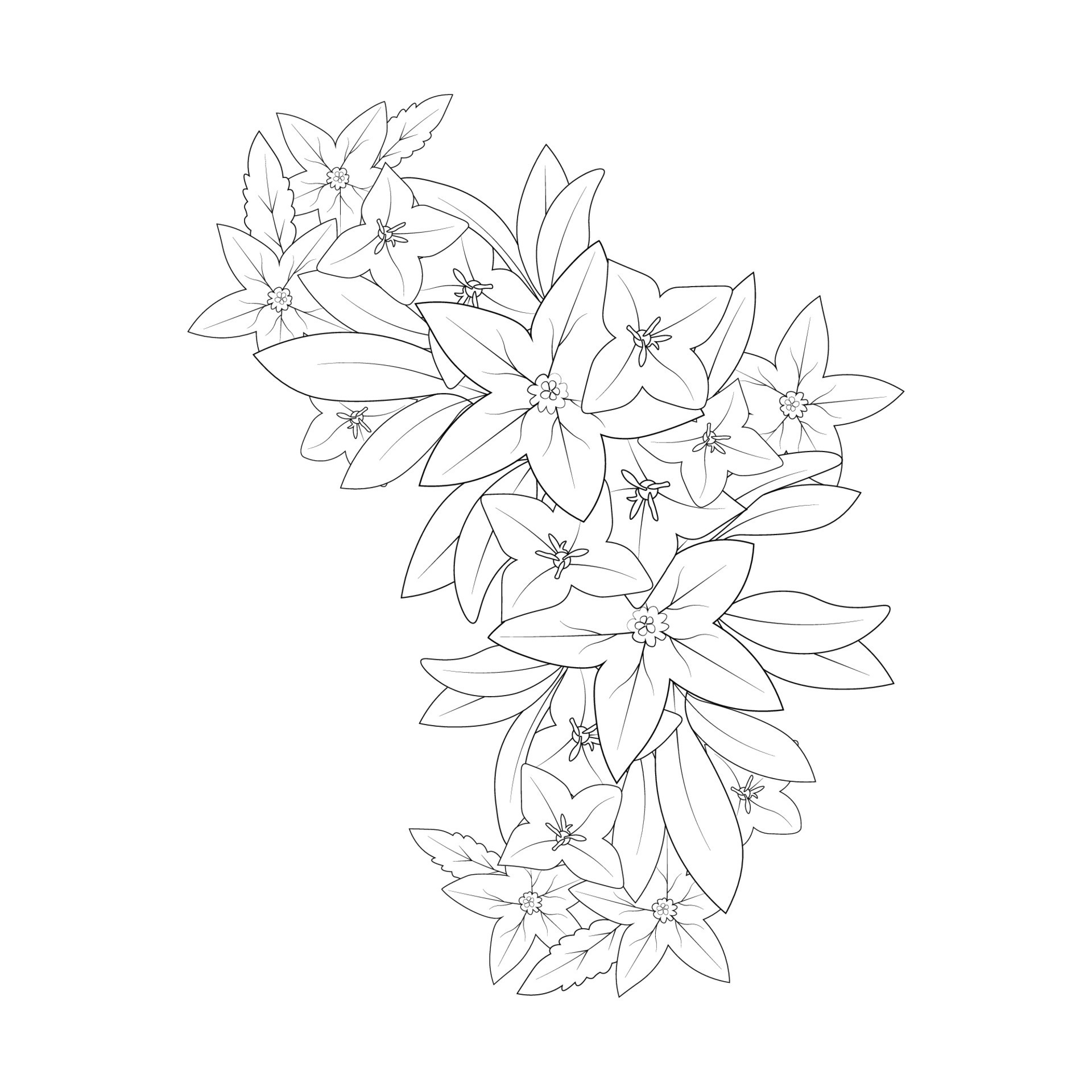bell flower drawing coloring page of doodle style print graphic element