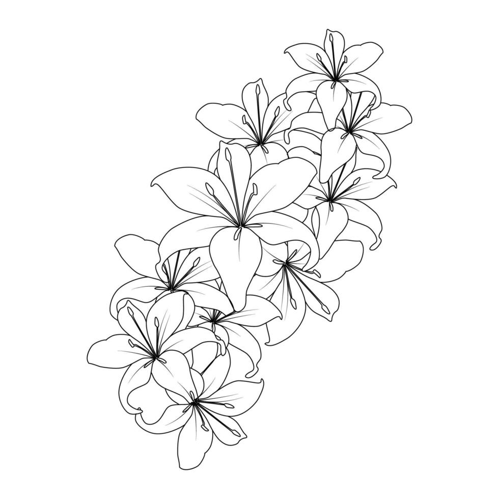 lily flower vector graphic line art design for coloring book page illustration