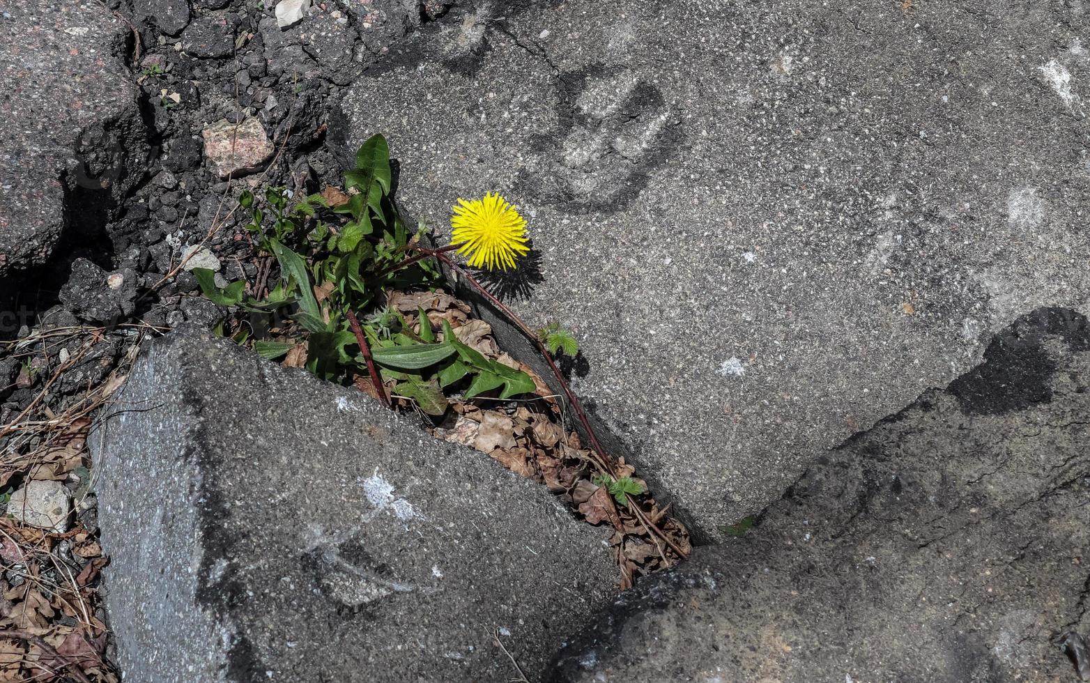 Close up view at a single dandelion flower on an asphalt road photo