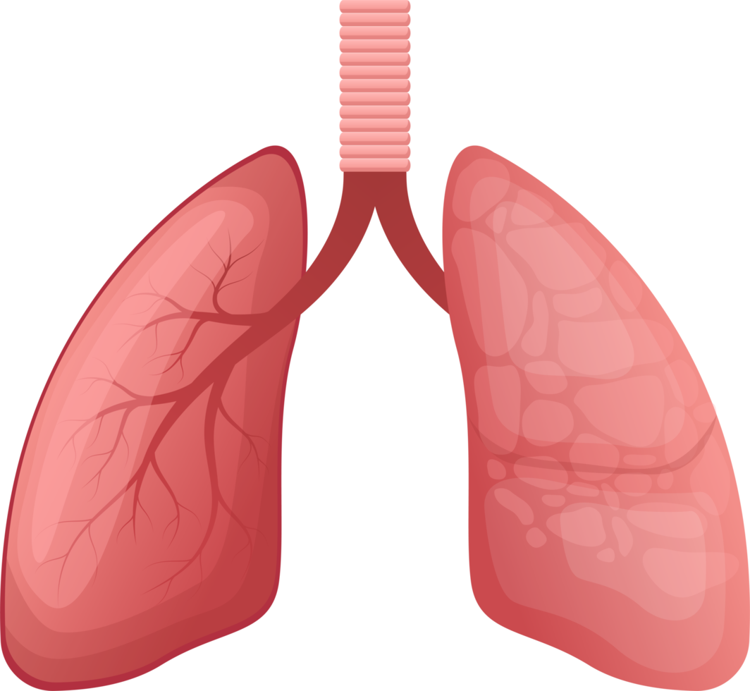 lung clipart design illustration png