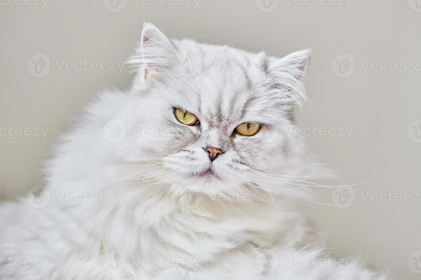 retrato de gato blanco británico de pelo largo sobre un fondo beige. de cerca foto