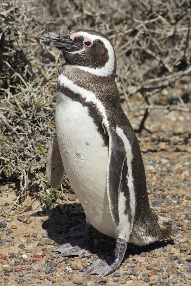 pingüino de magallanes, spheniscus magellanicus foto