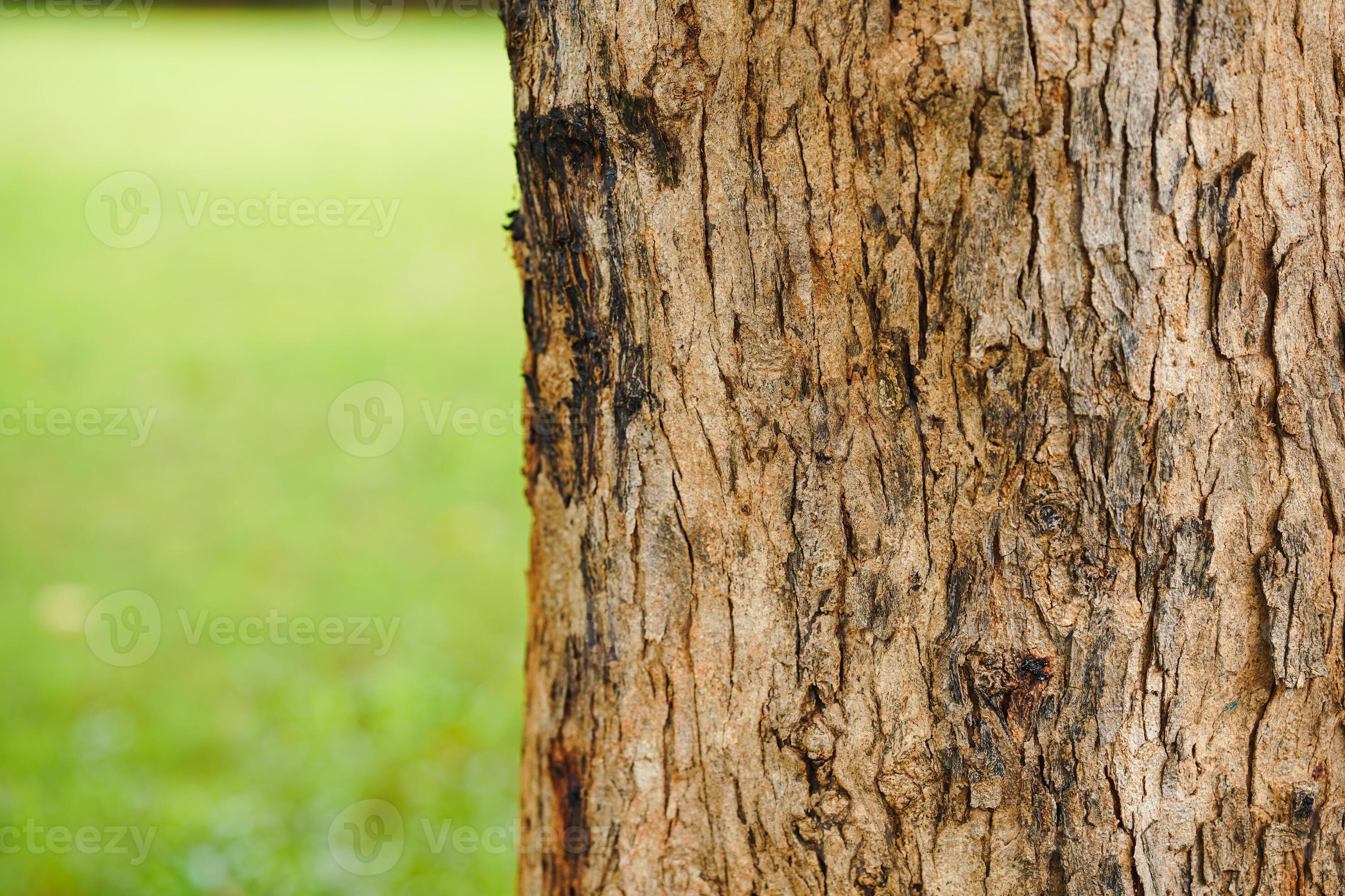 Close-up of pattern of cracks on tree trunks with nature background in ...