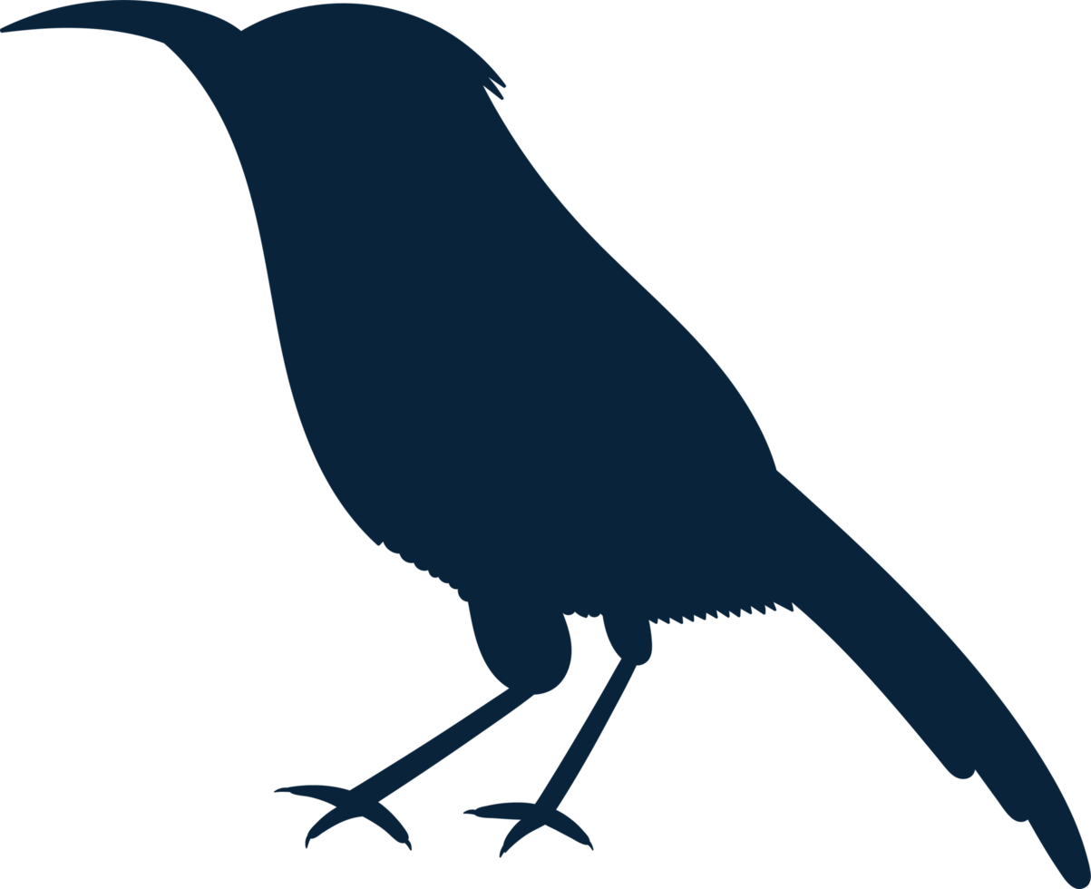 oiseaux clipart conception illustration png