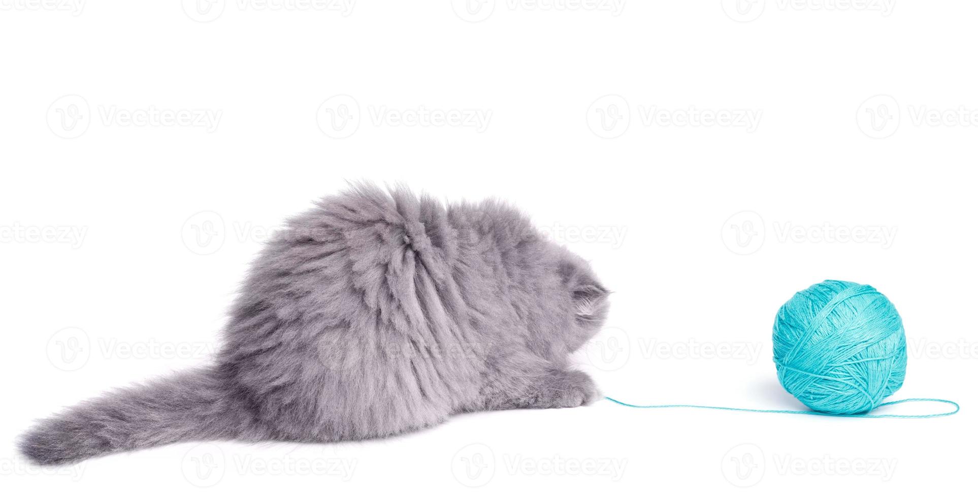 Cute little kitten and ball of yarn photo