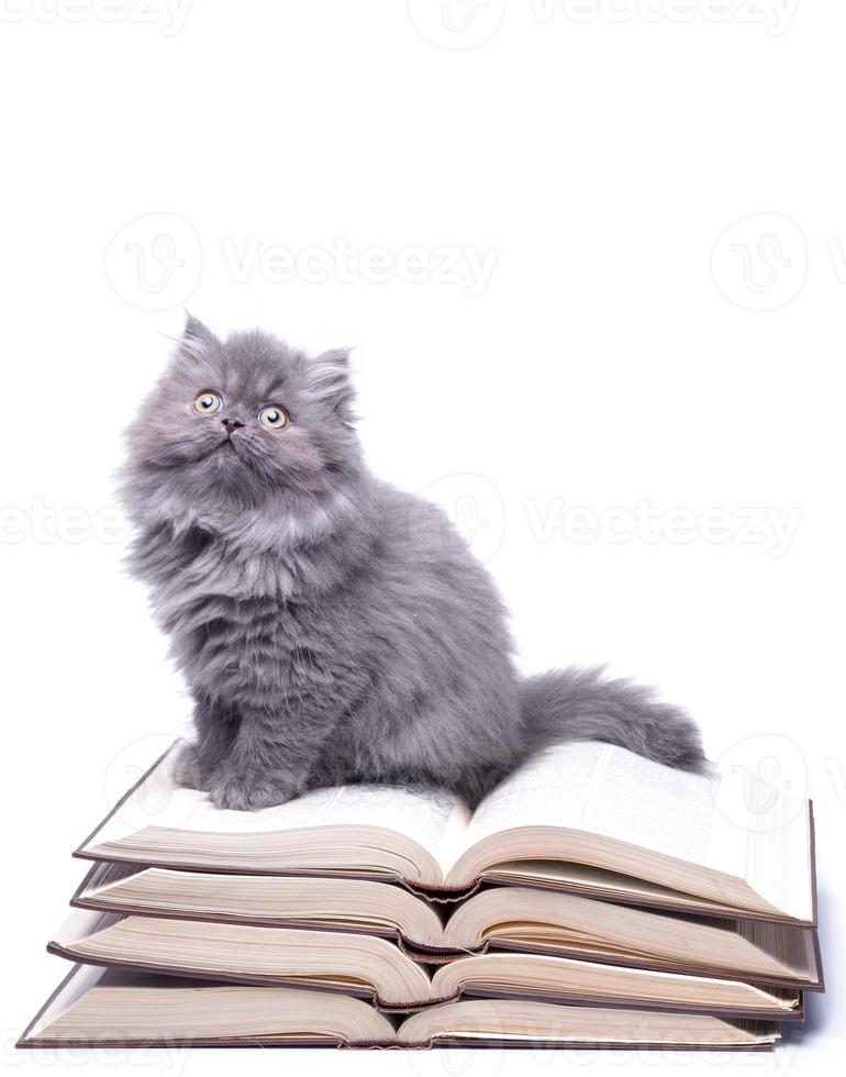 Cute little kitten and books photo