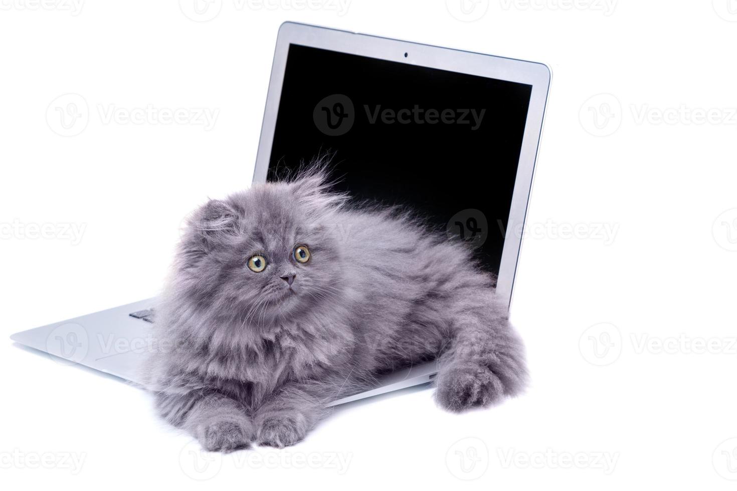 Cute little kitten and laptop computer photo