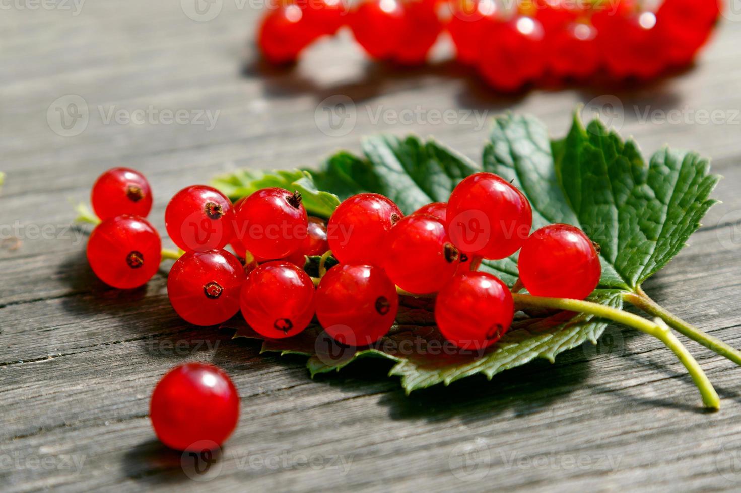 Red currant berries photo
