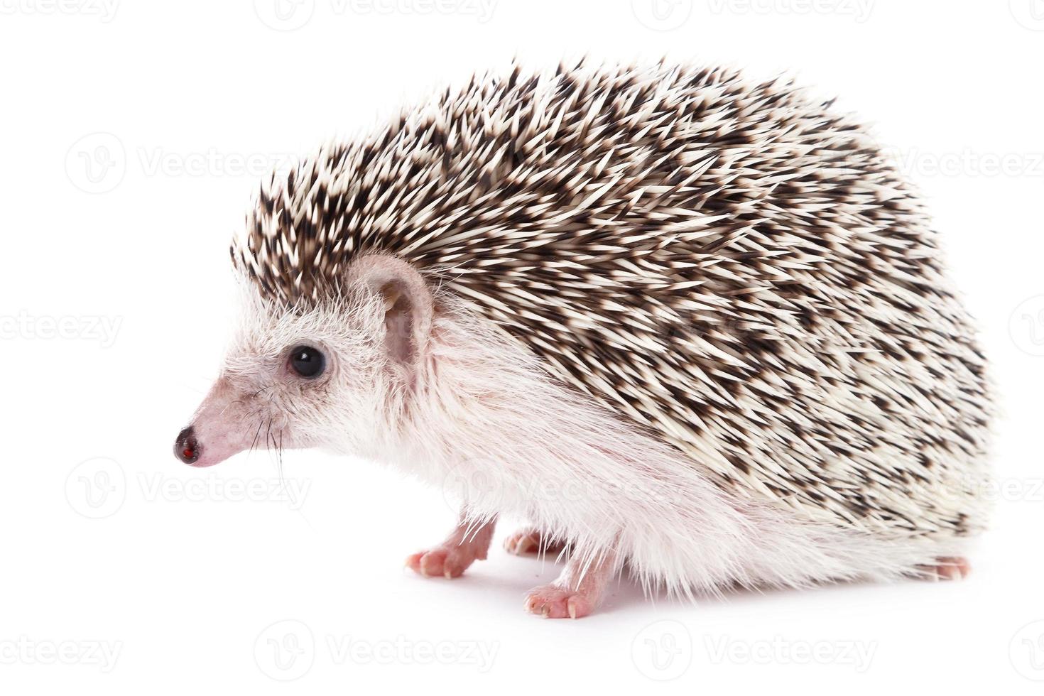 African hedgehog on white photo