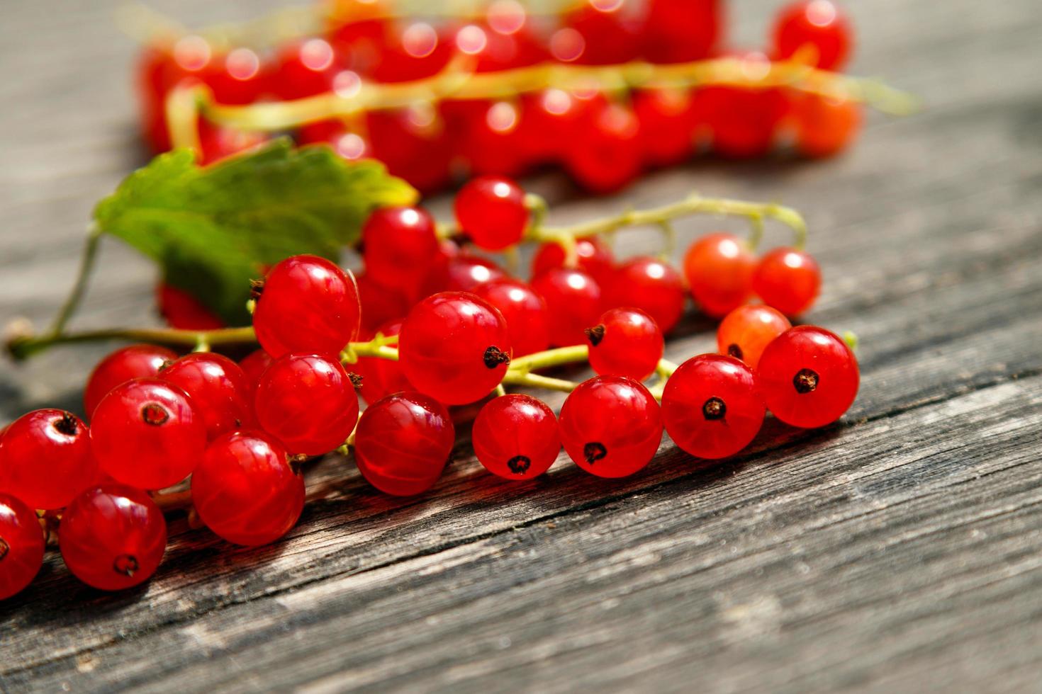Red currant berries photo