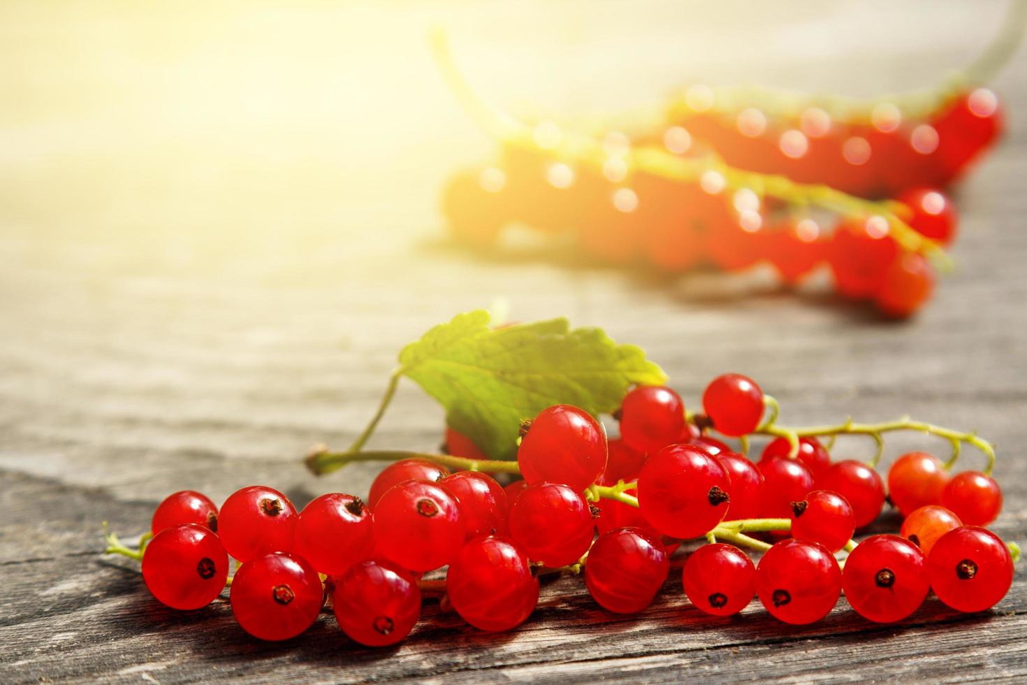 Red currant berries photo