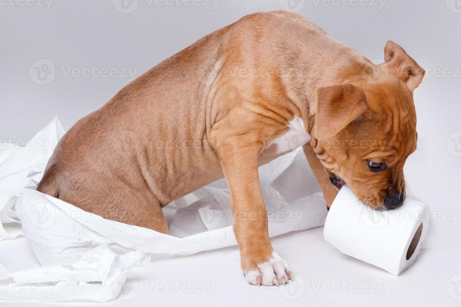 Staffordshire terrier puppy and roll of toilet paper photo