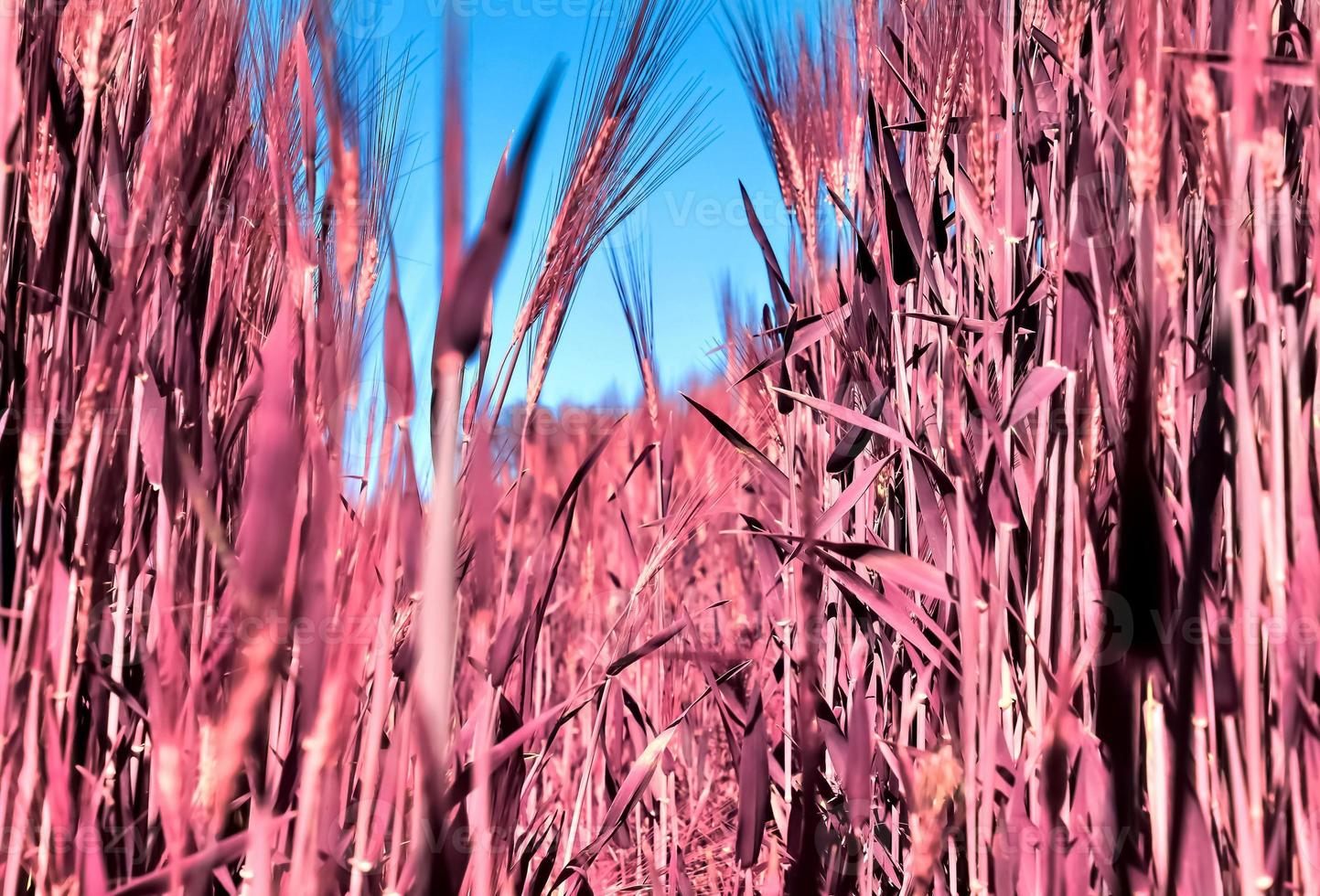 Infrared view on agricultural crop and wheat fields ready for harvesting photo