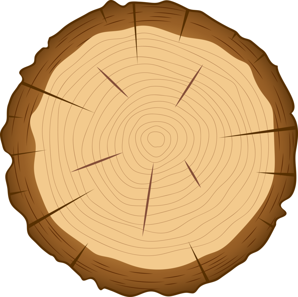 coupe transversale d'illustration de conception clipart arbre en bois png