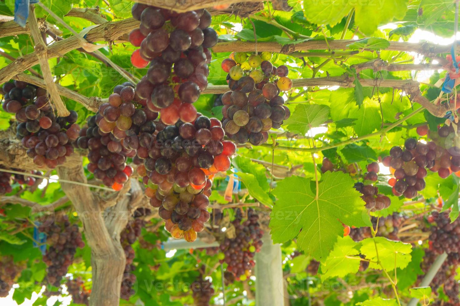 Large bunches of red grapes hang from a vine photo