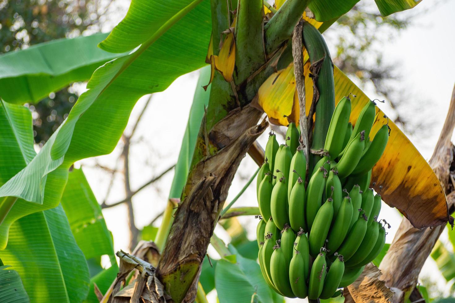 primer plano del árbol de plátanos en el patio trasero foto