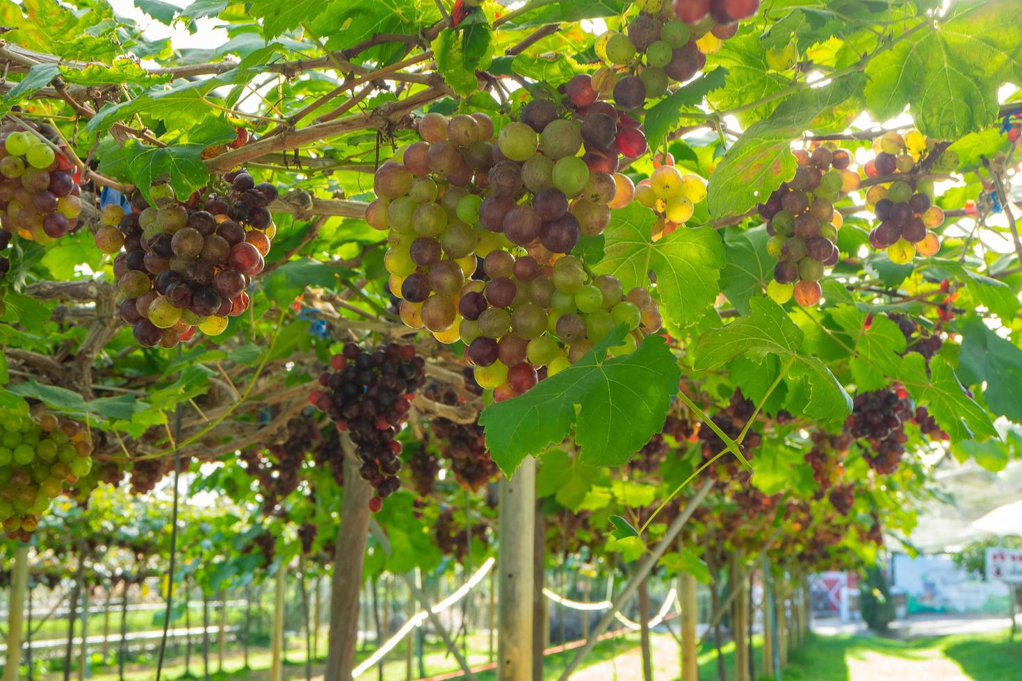 Large bunches of red grapes hang from a vine photo