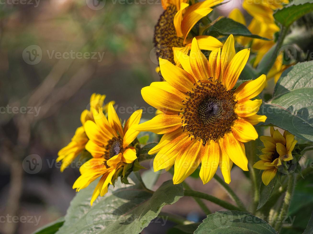 Closeup of sunflower. photo