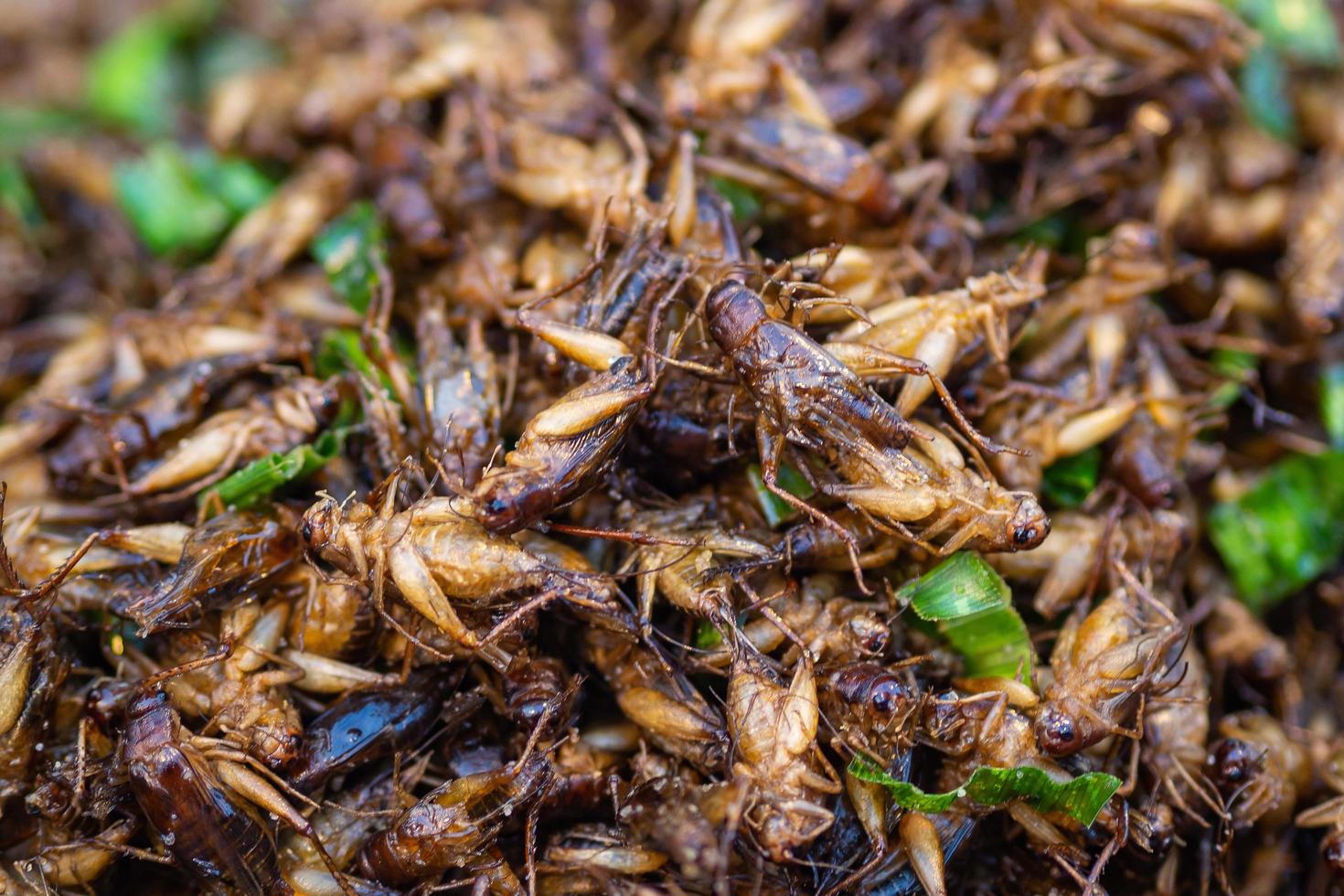 Close-up of fried crickets for sale in the market photo