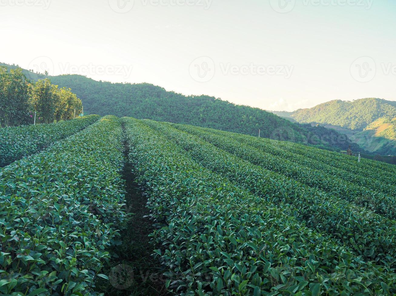 Landscape beautiful of the tea plantation with mountains background photo