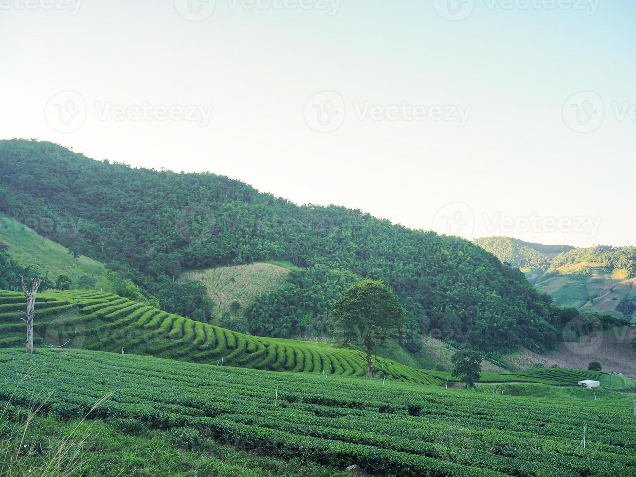 Landscape beautiful of the tea plantations with mountains background photo