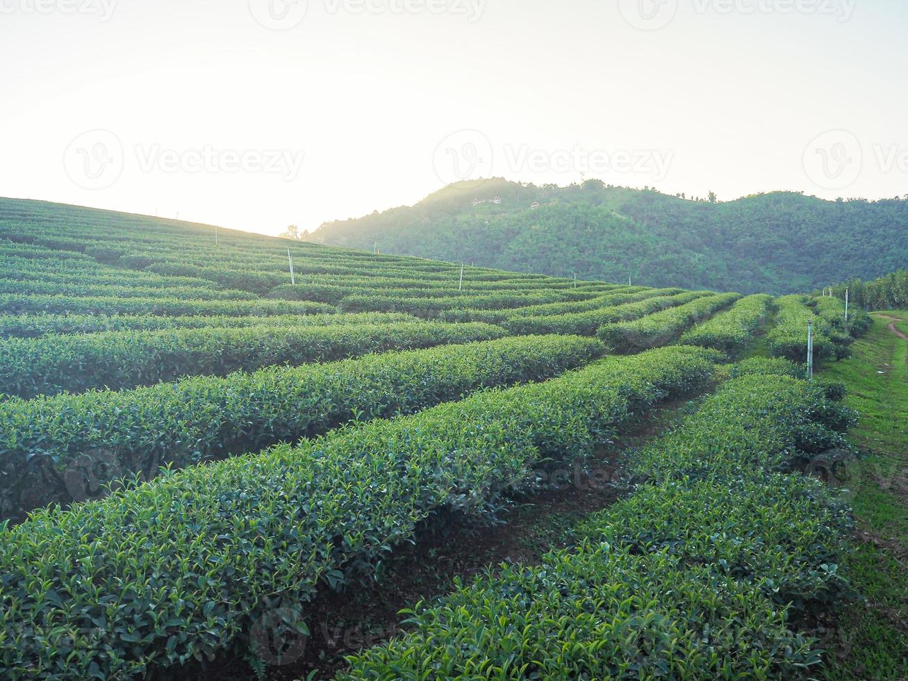 Landscape beautiful of the tea plantations with mountains background photo