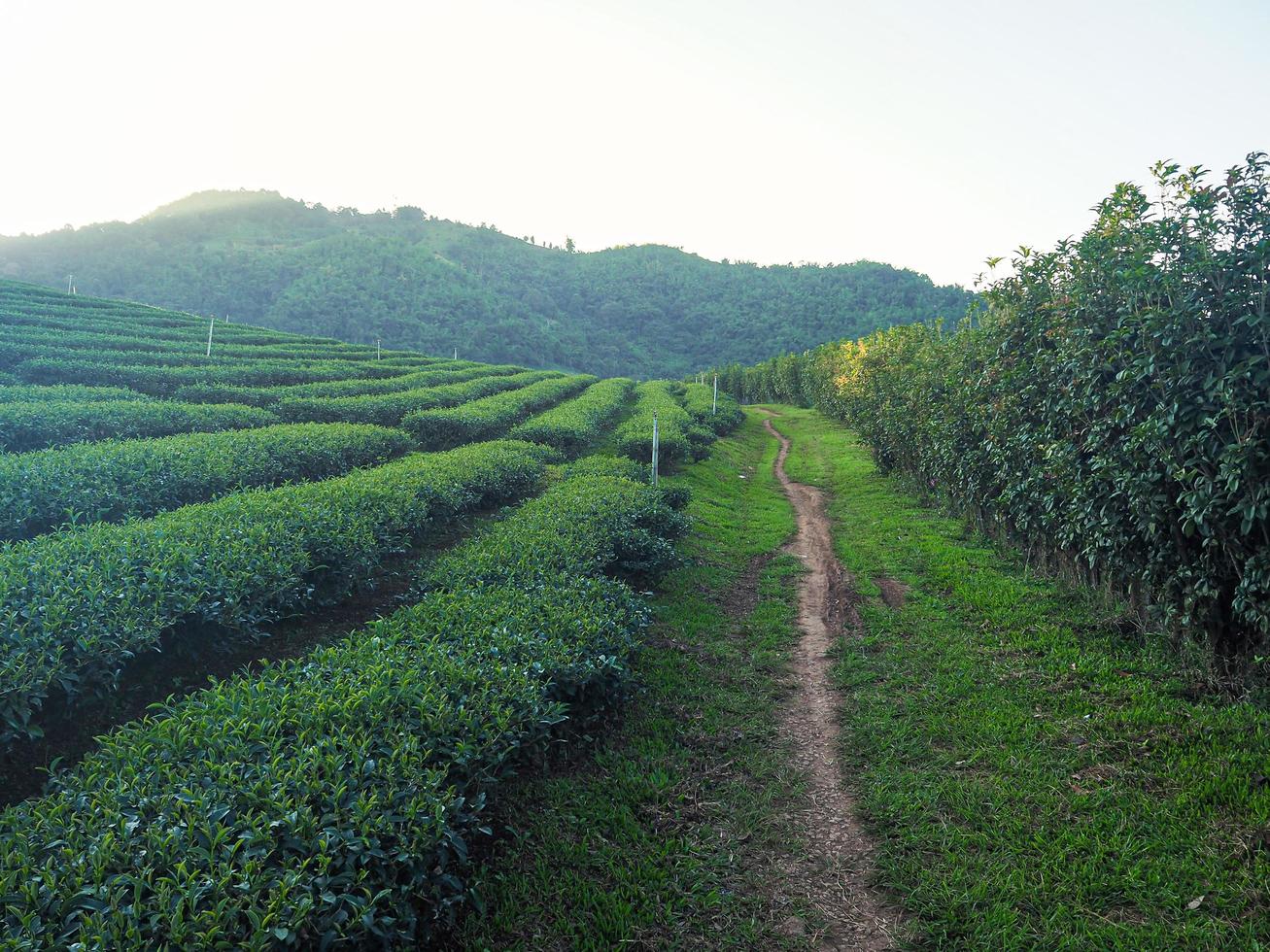 Landscape beautiful of the tea plantation with mountains background photo