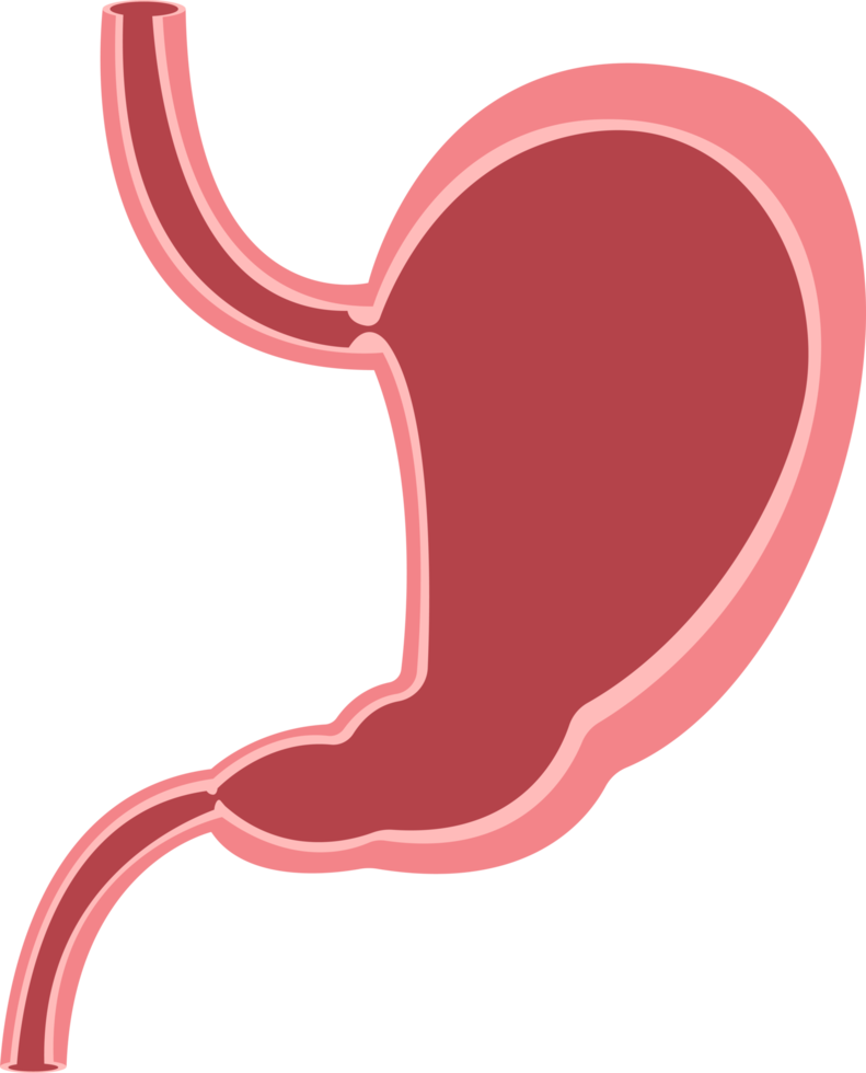 Stomach clipart design illustration png