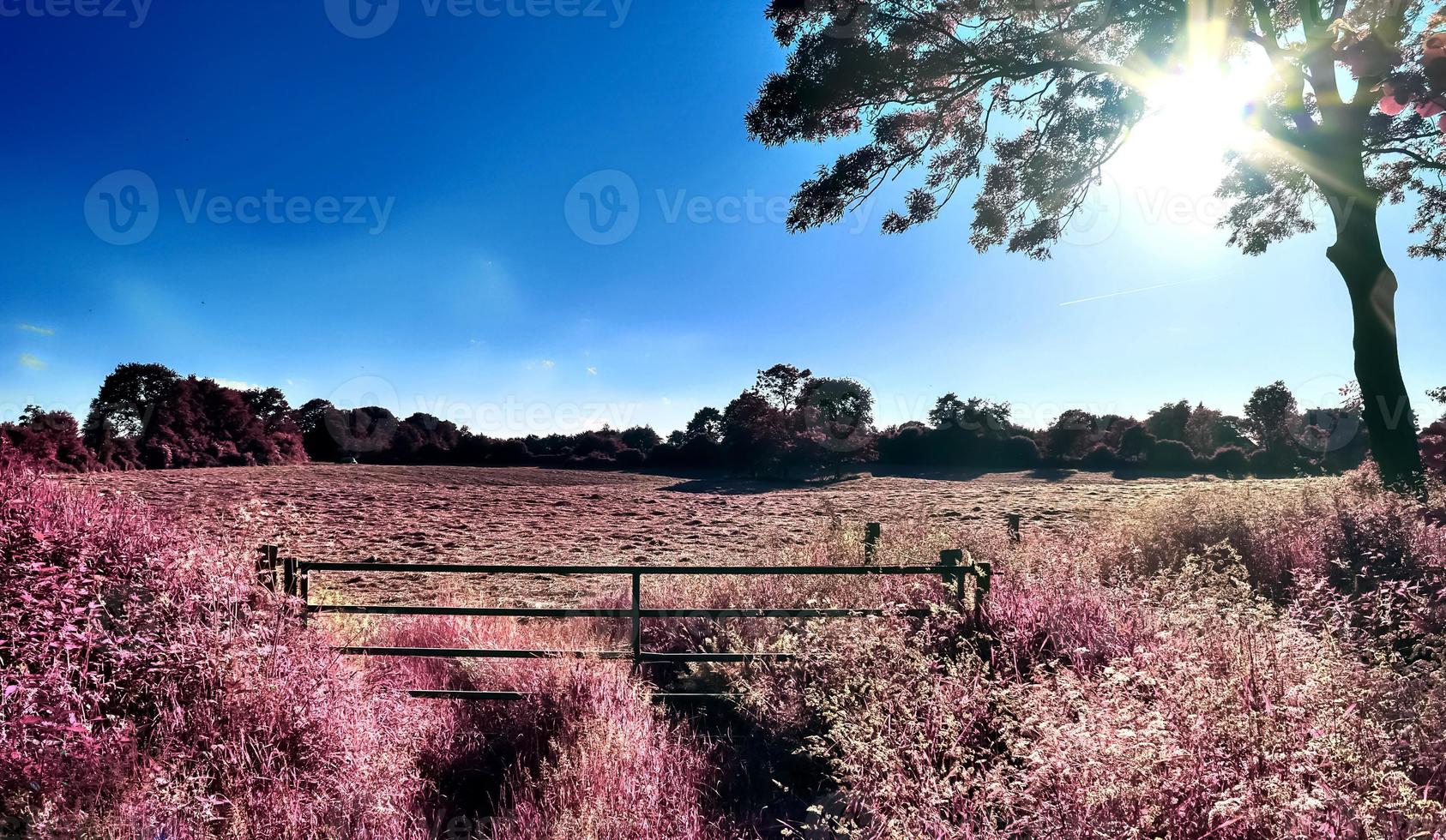 Infrared view on agricultural crop and wheat fields ready for harvesting photo