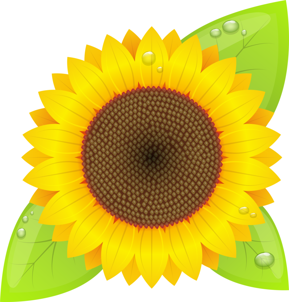 Sonnenblumen-Clipart-Design-Illustration png