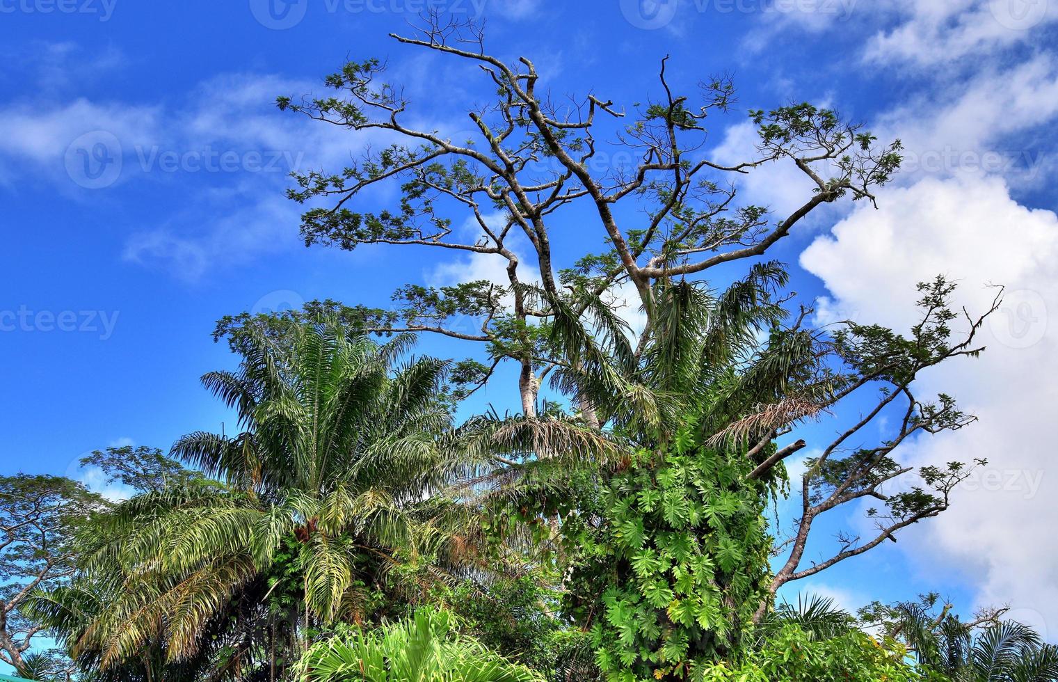 hermosas impresiones del paisaje tropical en el paraíso de las islas seychelles foto