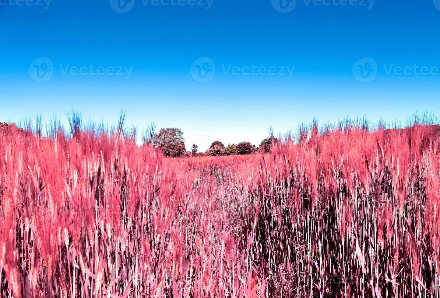 Infrared view on agricultural crop and wheat fields ready for harvesting photo