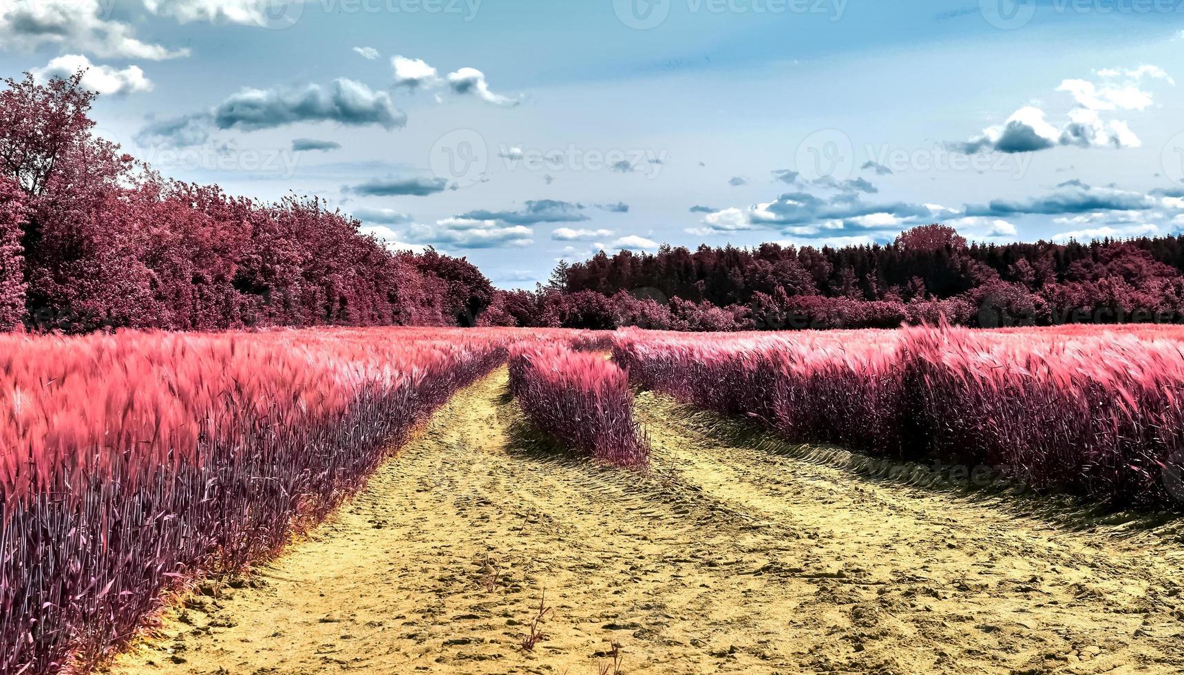 Infrared view on agricultural crop and wheat fields ready for harvesting photo