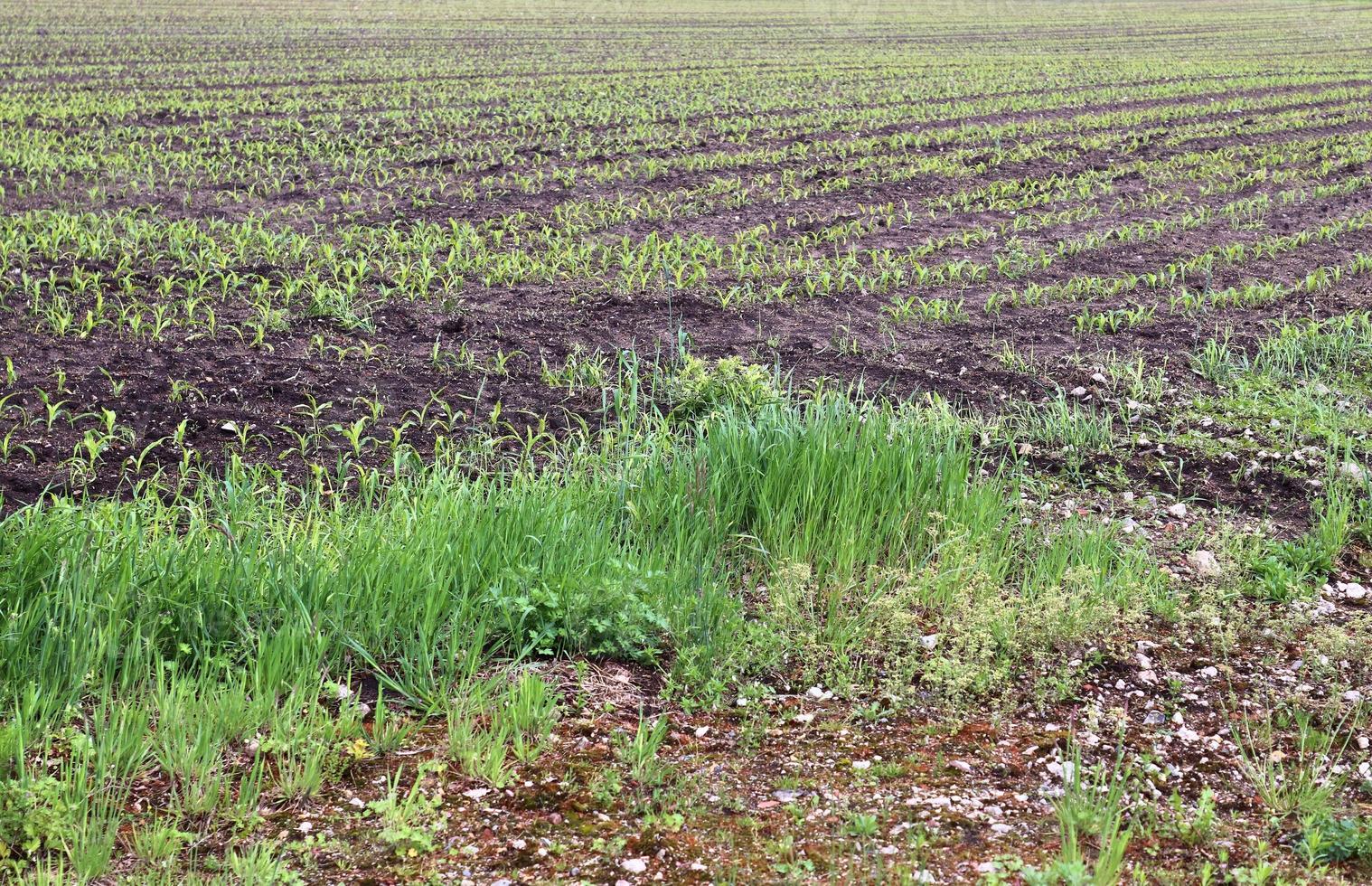 Detailed close up view on agricultural grounds and acre in high resolution photo