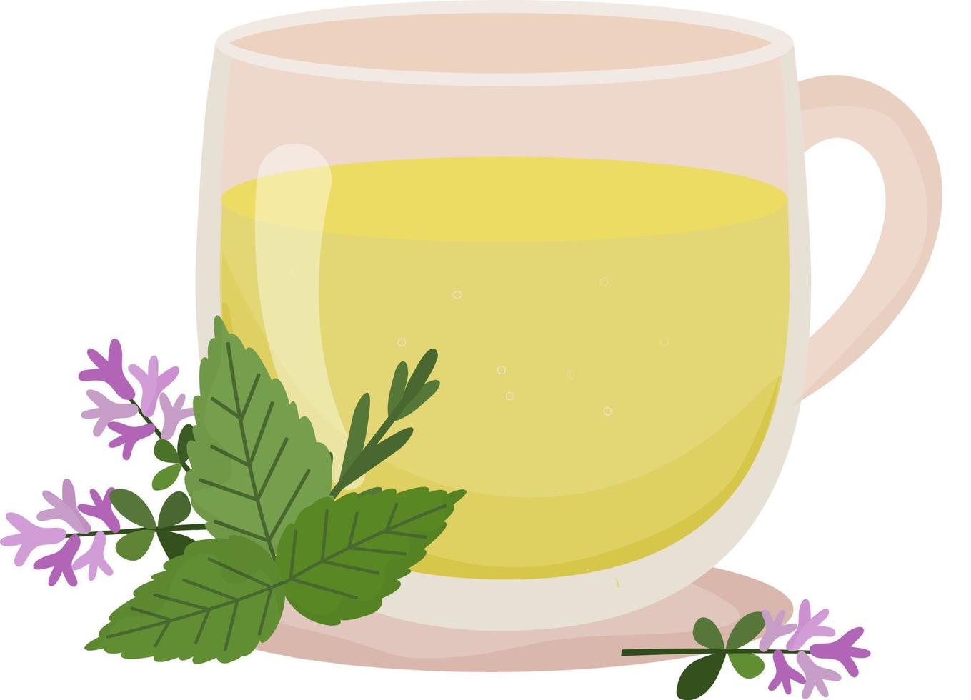Herbal tea. Cup of tea with thyme and mint. Transparent cup with tea and floral decoration. Hot drink. Healthcare. Homeopathic treatment. Vector illustration on white background.