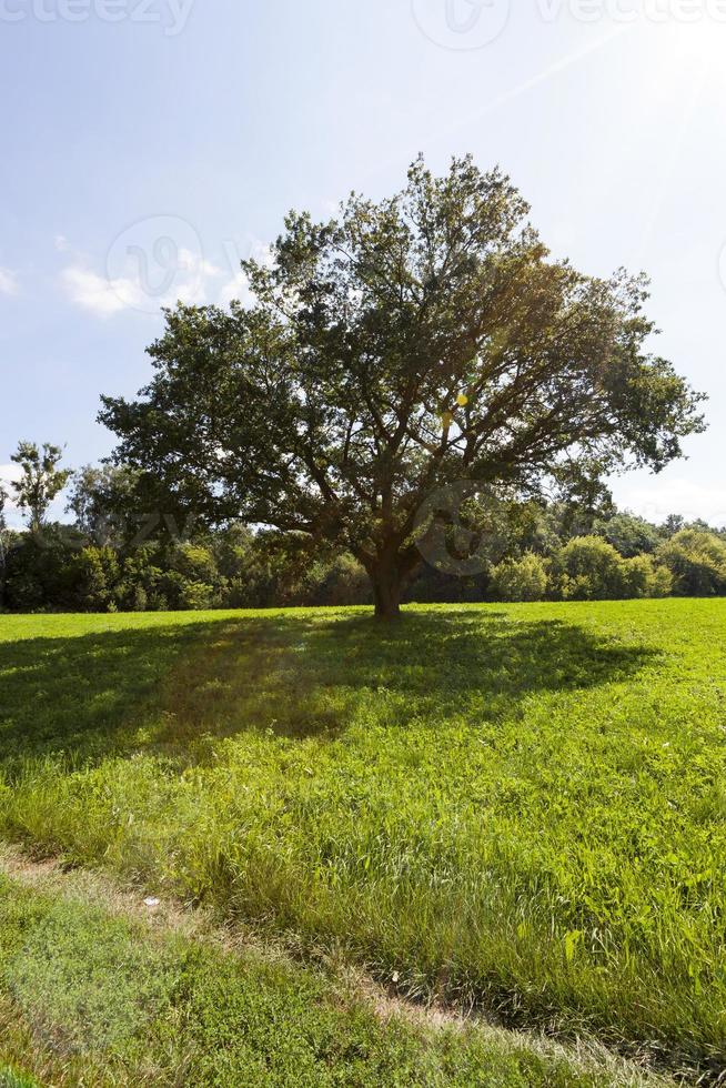 oak tree, field photo