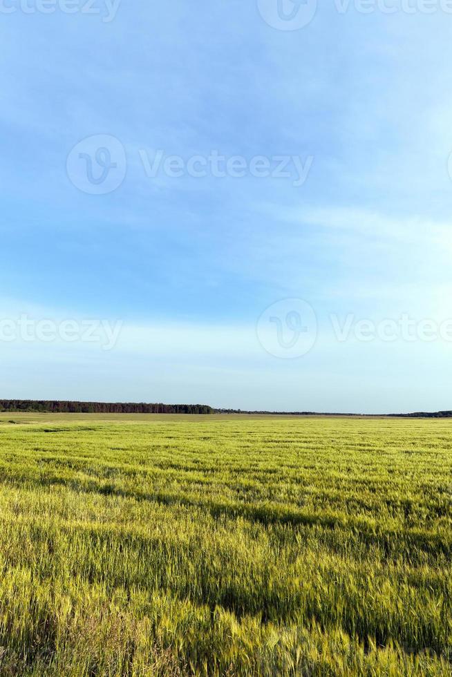 Cloudy weather, field photo