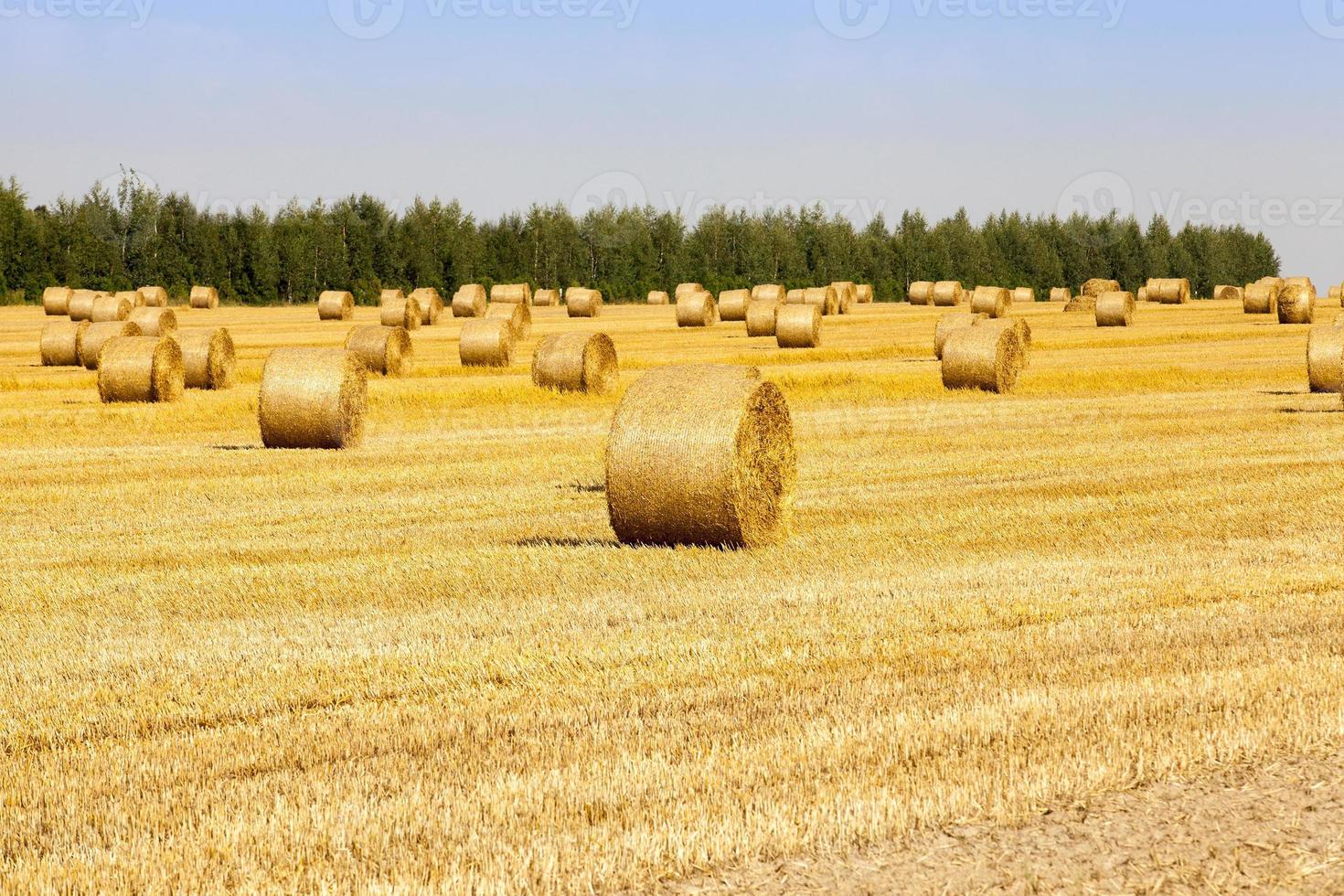 agricultural field and forest 9403804 Stock Photo at Vecteezy