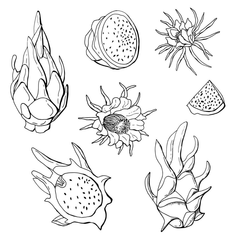 Dragon fruit linear set. Pitaya. White background, isol. Previous illustration. vector