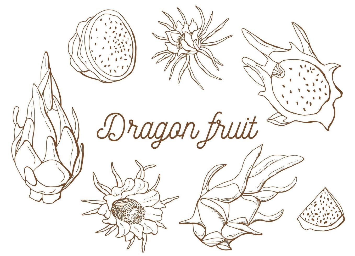 Dragon fruit linear set. Pitaya. White background, isol. Previous illustration. vector