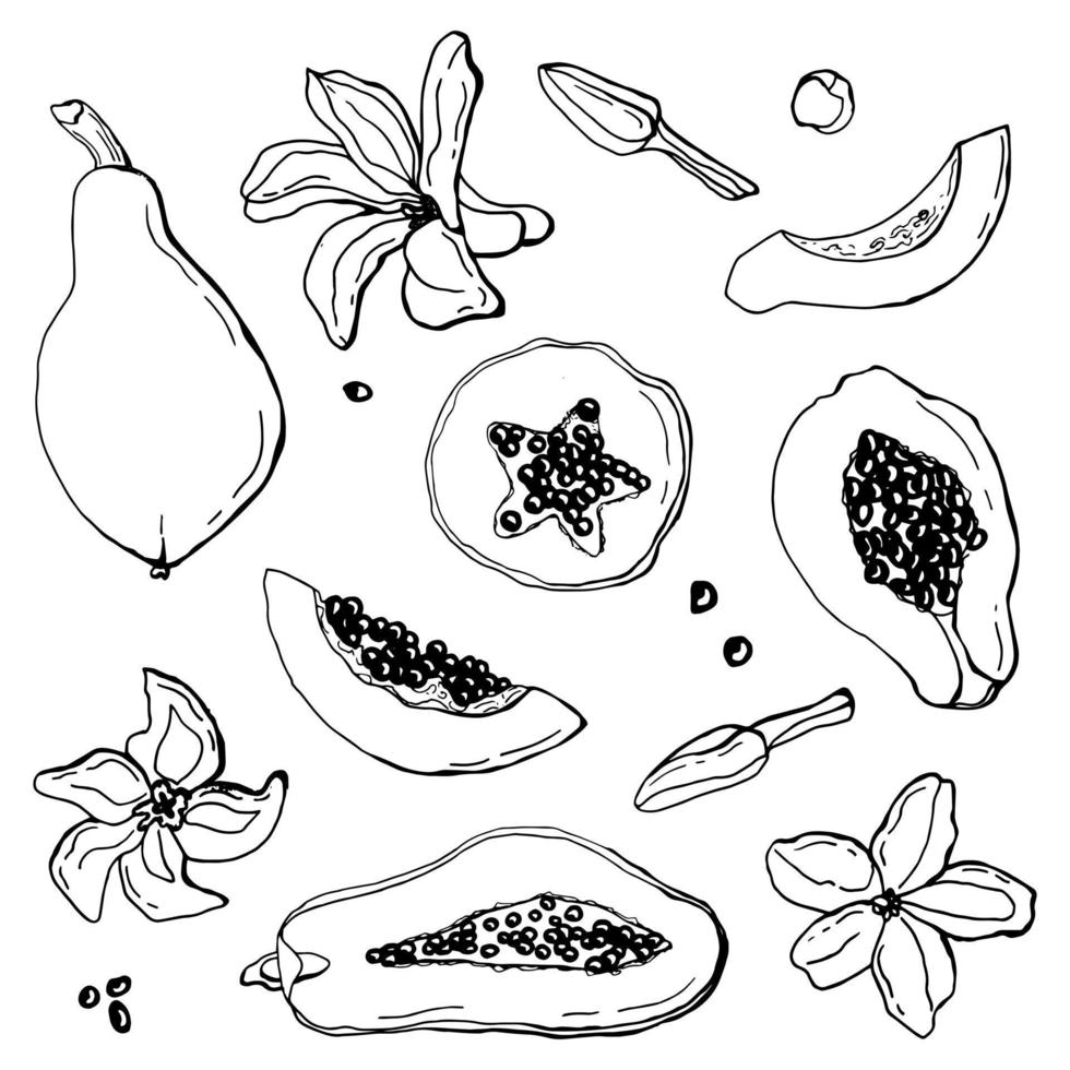 Papaya linear set. White background, isolate. Vector illustration.