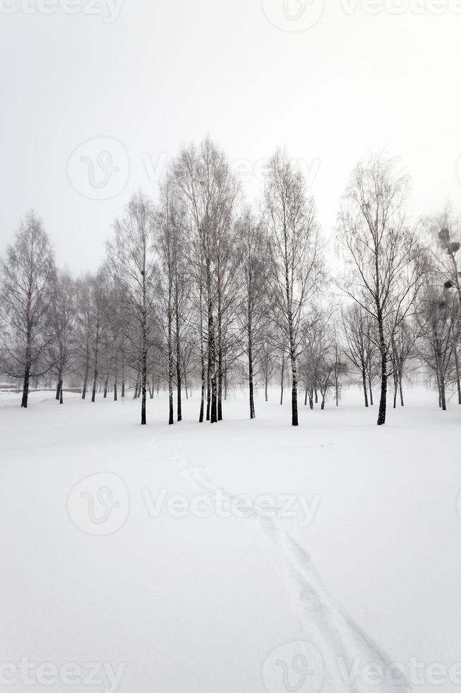 path in the snow photo