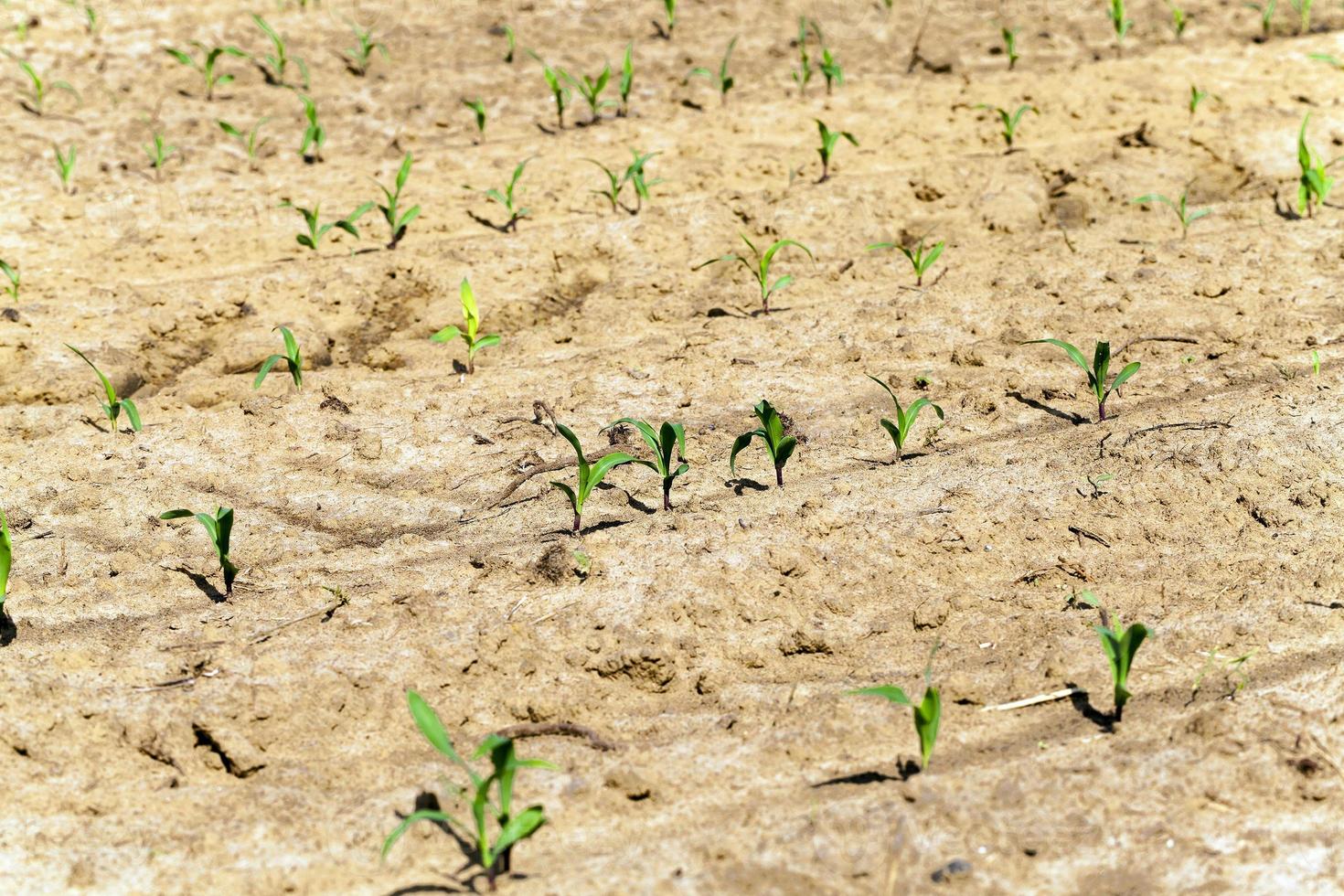 young corn plants photo