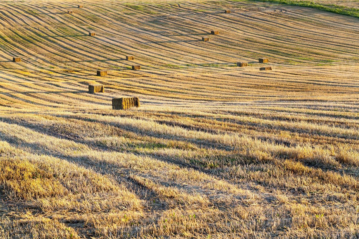 cultivo de trigo cosechado en el campo foto