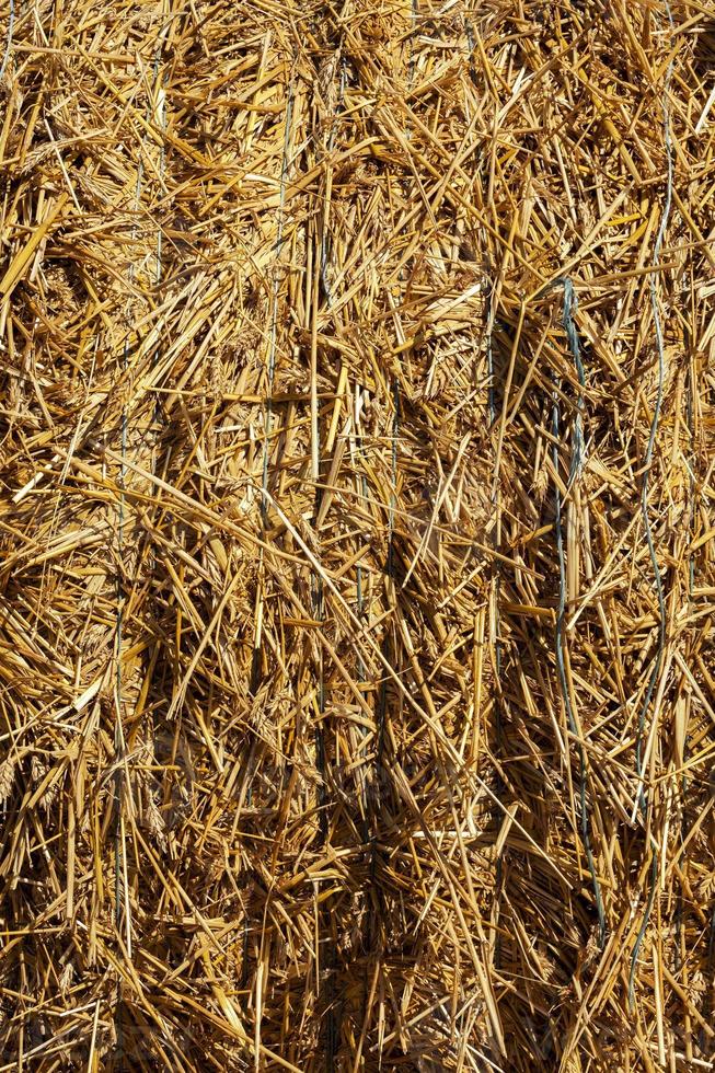 cosecha de trigo, primer plano foto